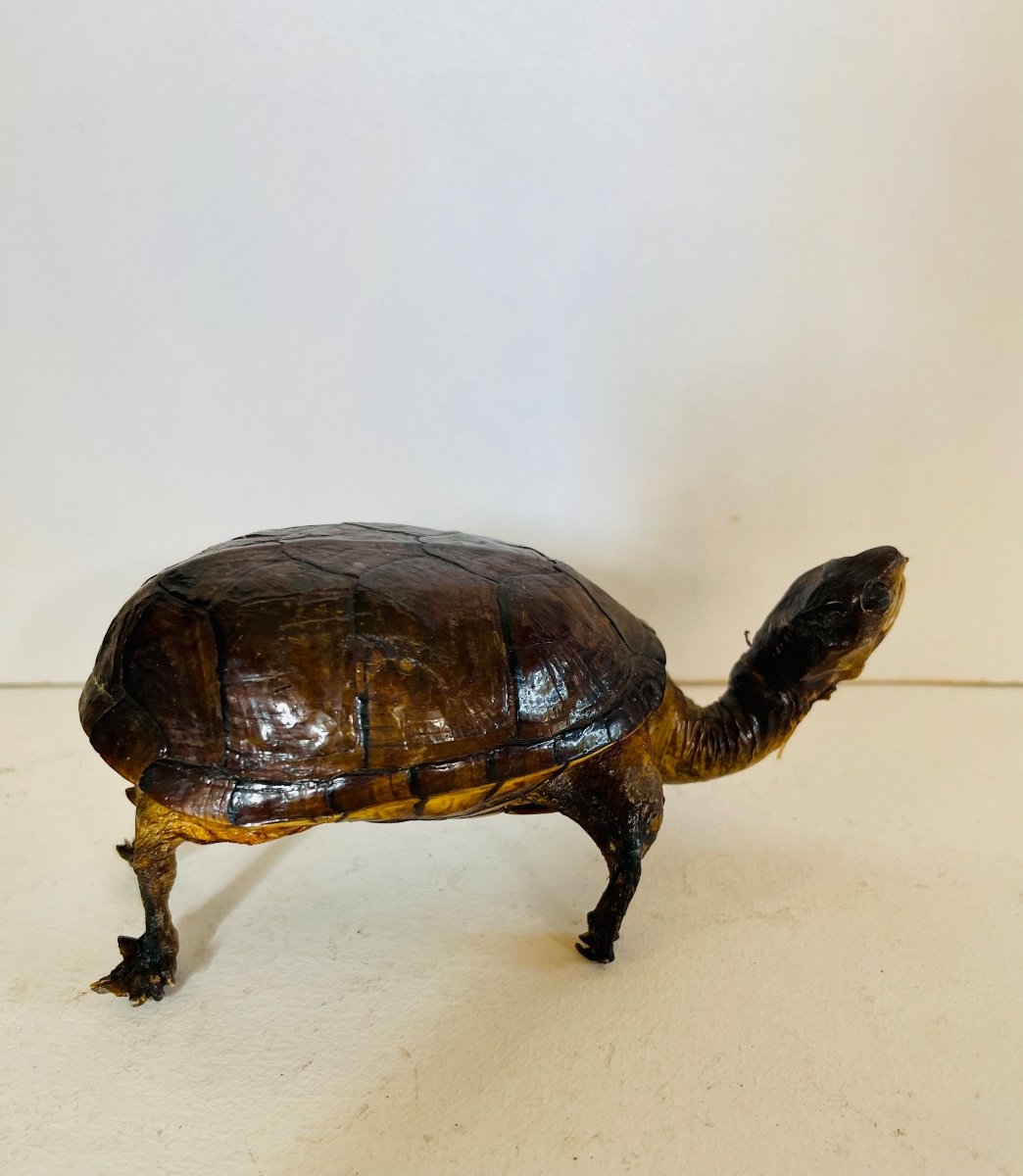 Taxidermie D’une Tortue -photo-2